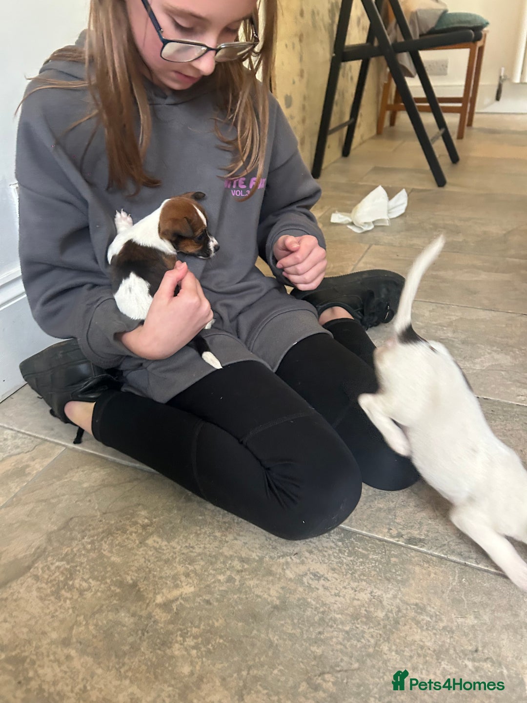 Jack Russell dogs for sale: Adorable jack Russell puppies  - Advert 15