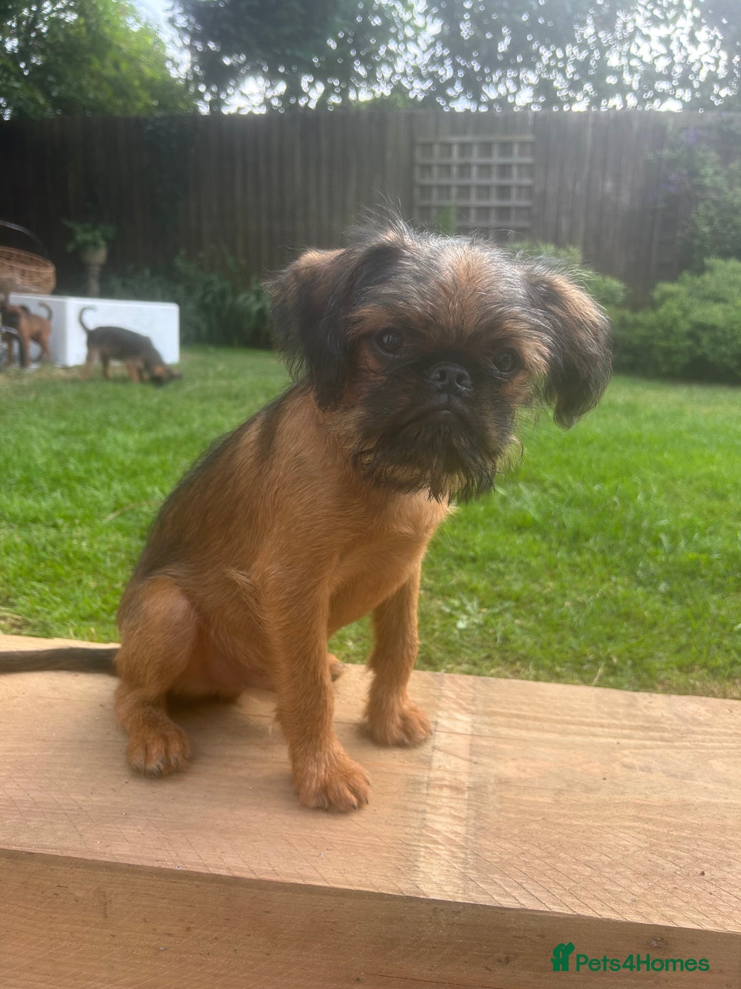Griffon Bruxellois dogs for sale: Wolfy - Image 7