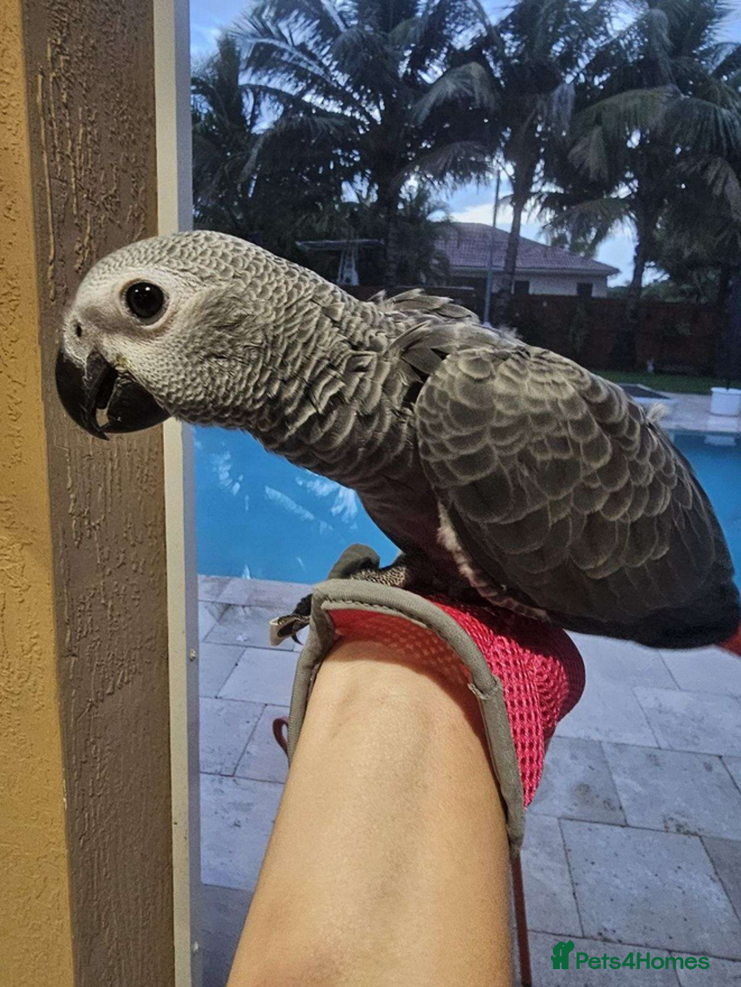 Parrots birds for sale: Super Tamed Baby African Grey Parrots available  - Image 2