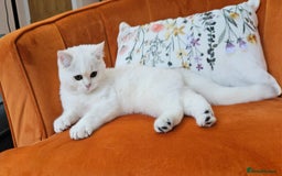 Scottish Fold cats for sale: Excellent Scottish straight kittens  - Image 19