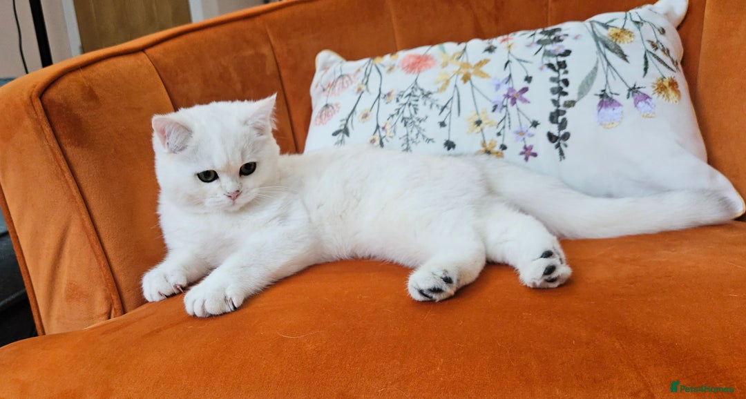 Scottish Fold cats for sale: Excellent Scottish straight kittens  - Image 19