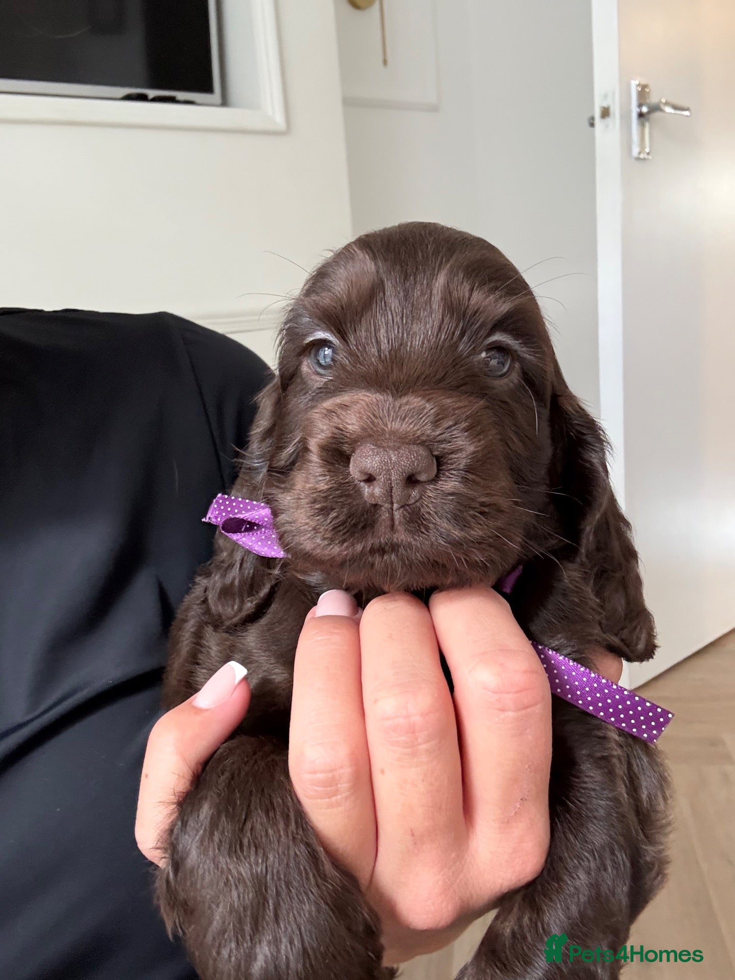 Cocker Spaniel dogs 🤎 Exceptional KC Show Cocker Spaniel Puppies 🤎 - Advert 15