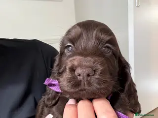 Cocker Spaniel dogs 🤎 Exceptional KC Show Cocker Spaniel Puppies 🤎 - Advert 15