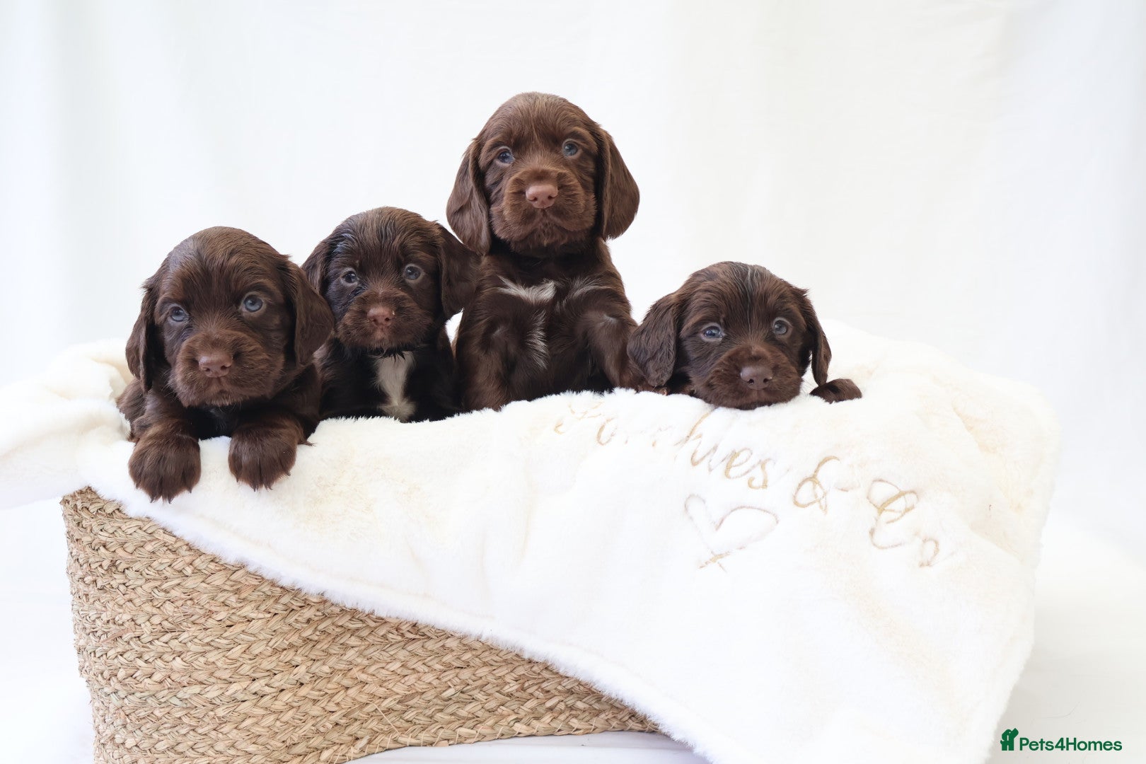Cocker Spaniel dogs KC Working Cocker Spaniel Puppies - Health Tested  - Advert 13