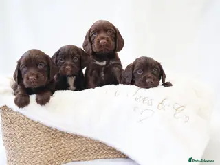 Cocker Spaniel dogs KC Working Cocker Spaniel Puppies - Health Tested - Advert 13