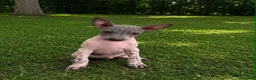 Mixed Breed dogs for sale: American Hairless Terrier Puppies  - Advert 6