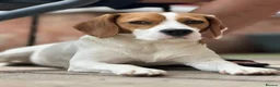 Beagle dogs for sale:     Stunning Beagle Puppies – 4 Boys & 4 Girls - Advert 14