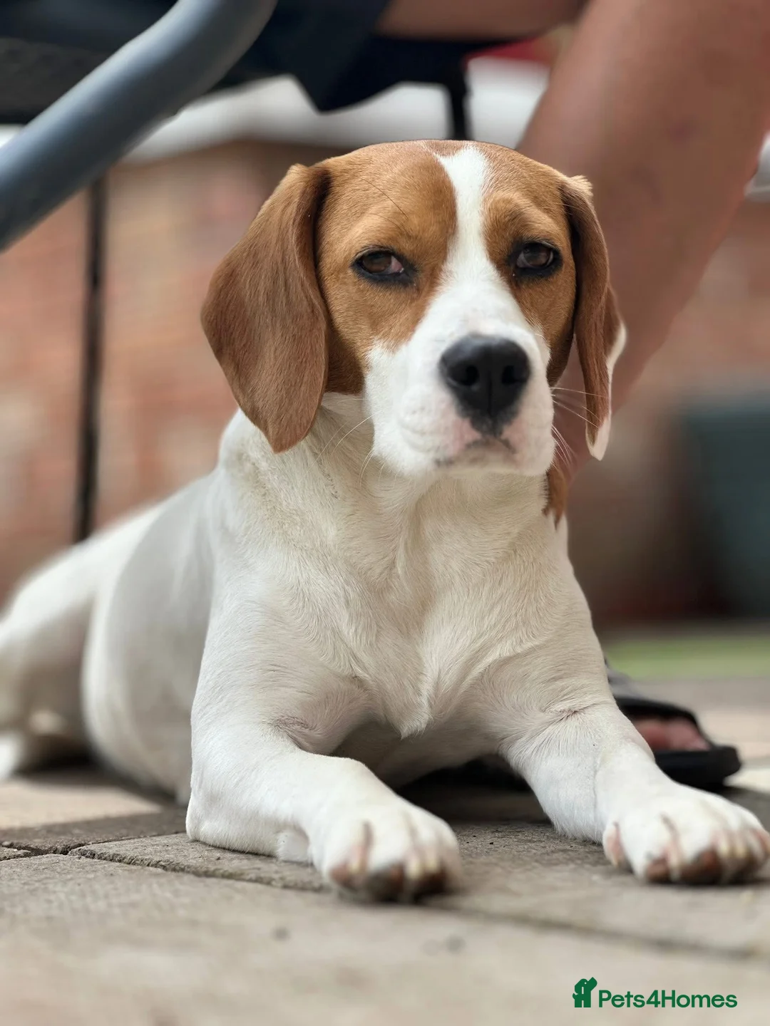 Beagle dogs for sale:     Stunning Beagle Puppies – 4 Boys & 4 Girls - Advert 14