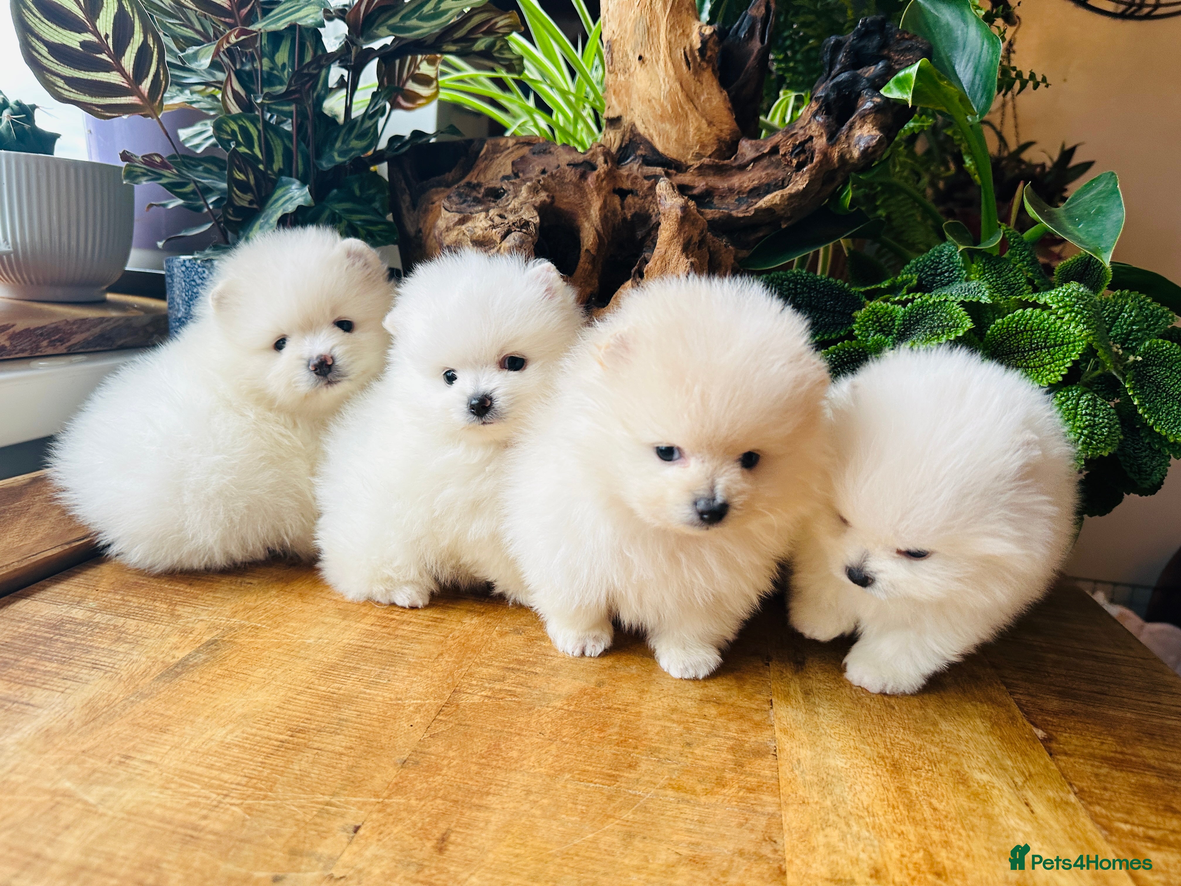 Pomeranian dogs KC white pomeranians  for reservation!  - Advert 7