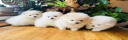 Pomeranian dogs for sale: KC white pomeranians  for reservation!  - Advert 1