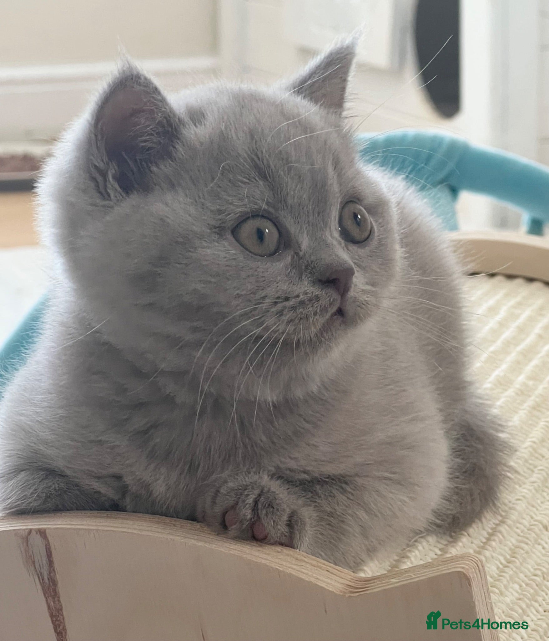British Shorthair cats 🏆Exceptional GCCF Registered BSH Kittens - Advert 2