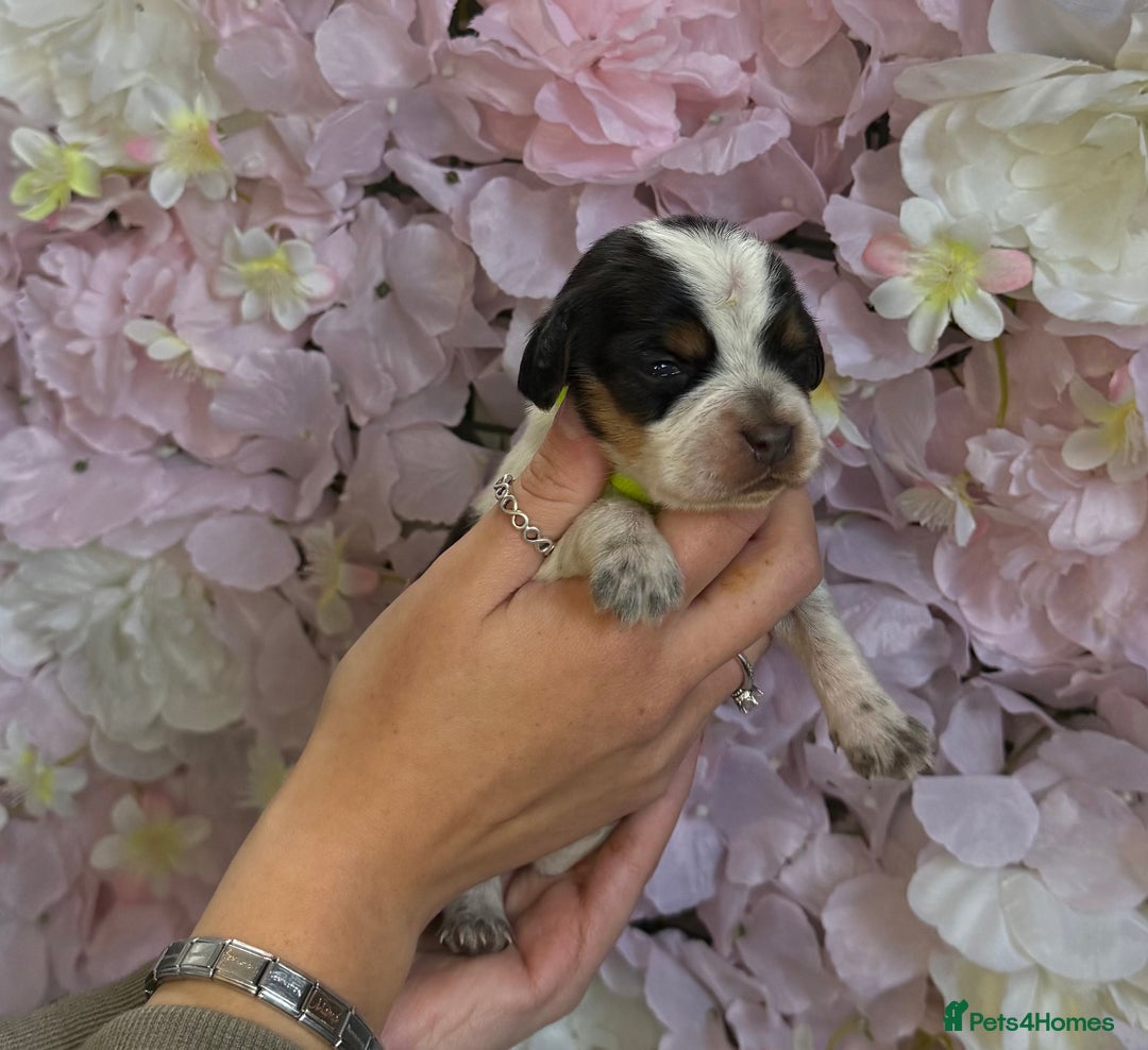 Beagle dogs for sale: KC Registered & Health Tested Puppies - Image 9