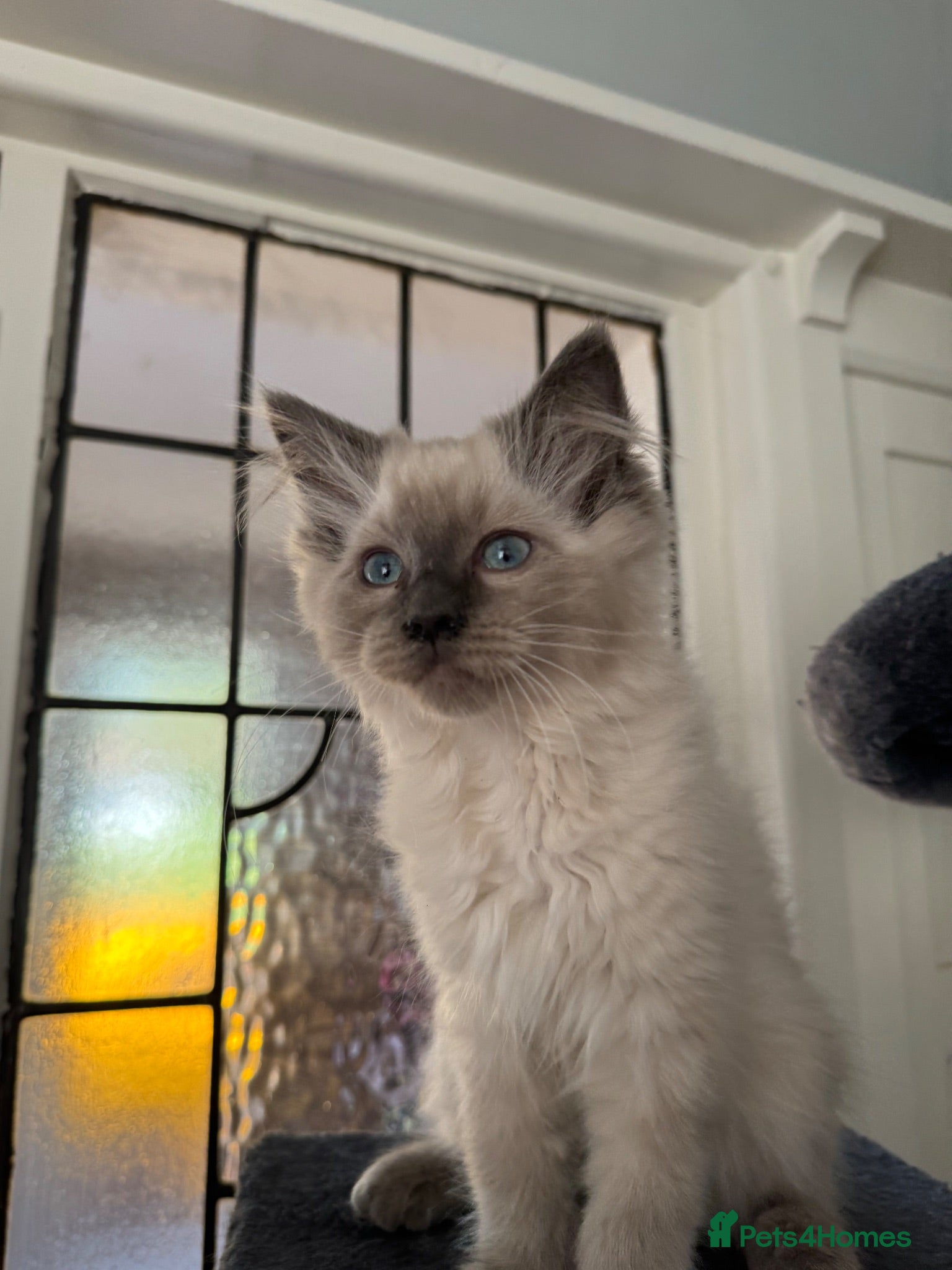 Ragdoll cats for sale: Ragdoll kittens Ready Now  - Advert 1