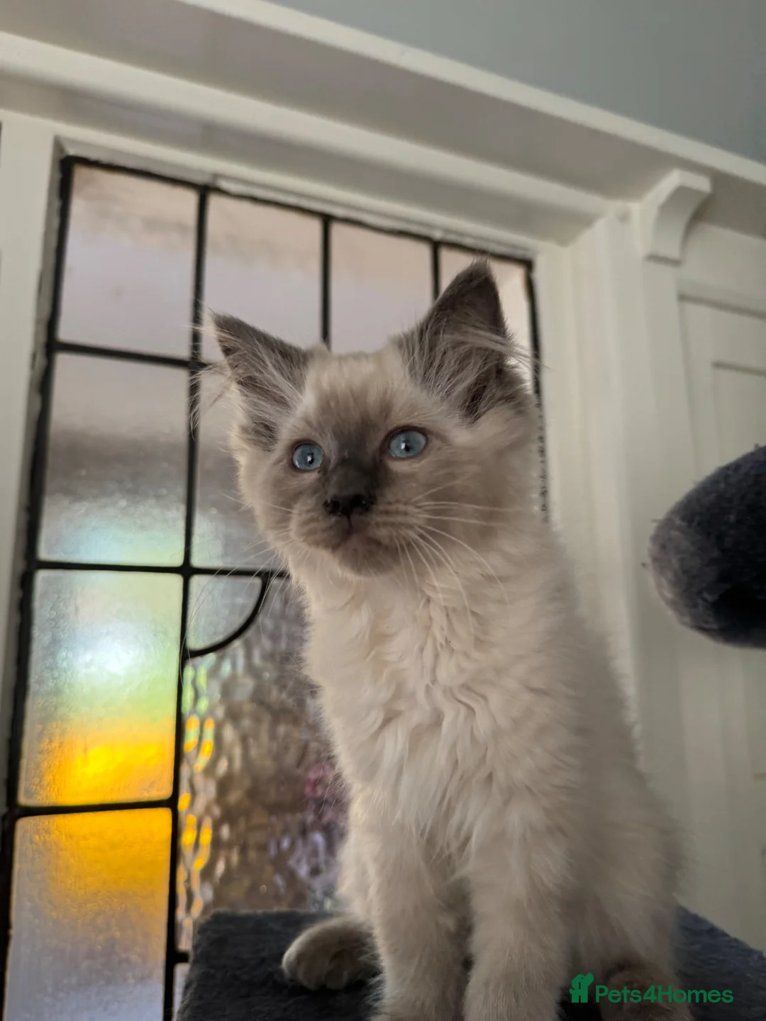 Ragdoll cats for sale: Ragdoll kittens Ready Now  - Advert 1