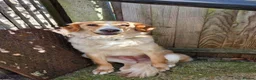 Mixed Breed dogs for adoption: Vinda in Staines - Advert 1