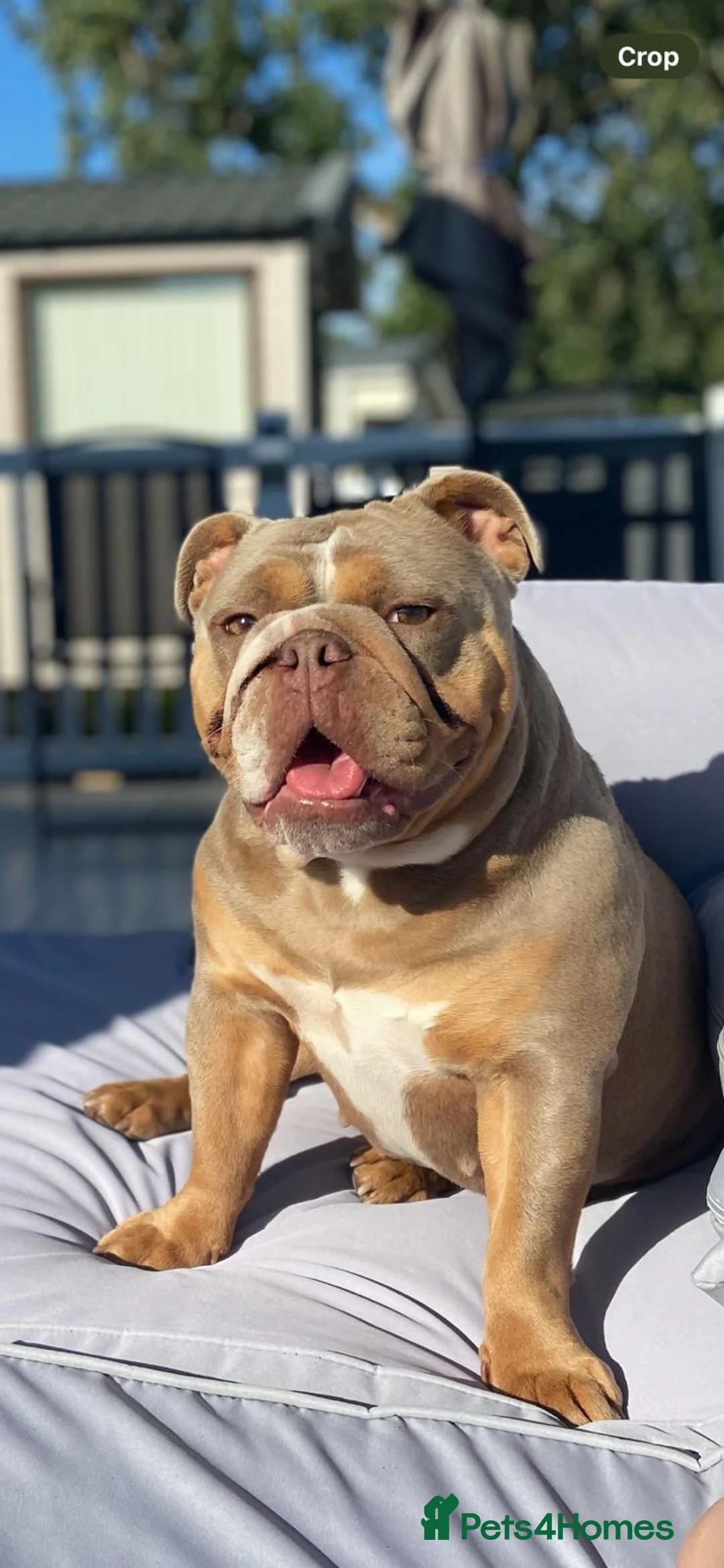 English Bulldog dogs for sale: ***EPIC BULLYZ RARE BULLDOGS*** in Halesowen - Advert 9