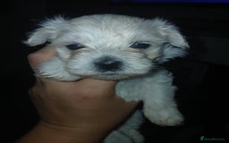 Maltese dogs for sale: Maltese puppies - Image 7
