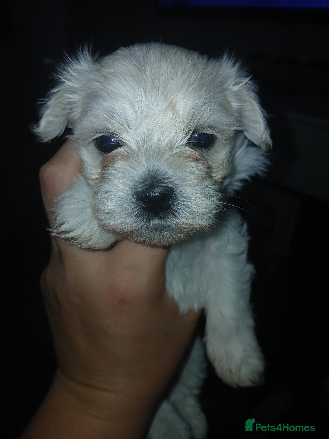 Maltese dogs for sale: Maltese puppies - Image 7