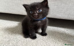 Mixed Breed cats for sale: Maine Coon mixed kittens  - Image 6