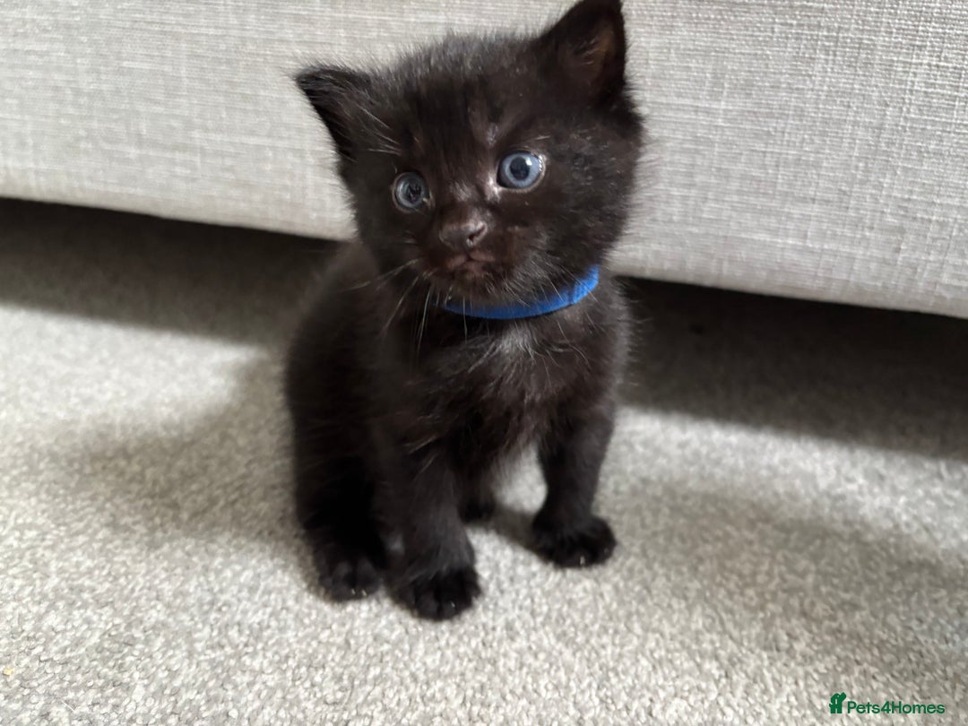 Mixed Breed cats for sale: Maine Coon mixed kittens  - Image 6