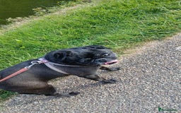 Pug dogs for sale: Lassie 9 year old pug - Image 5