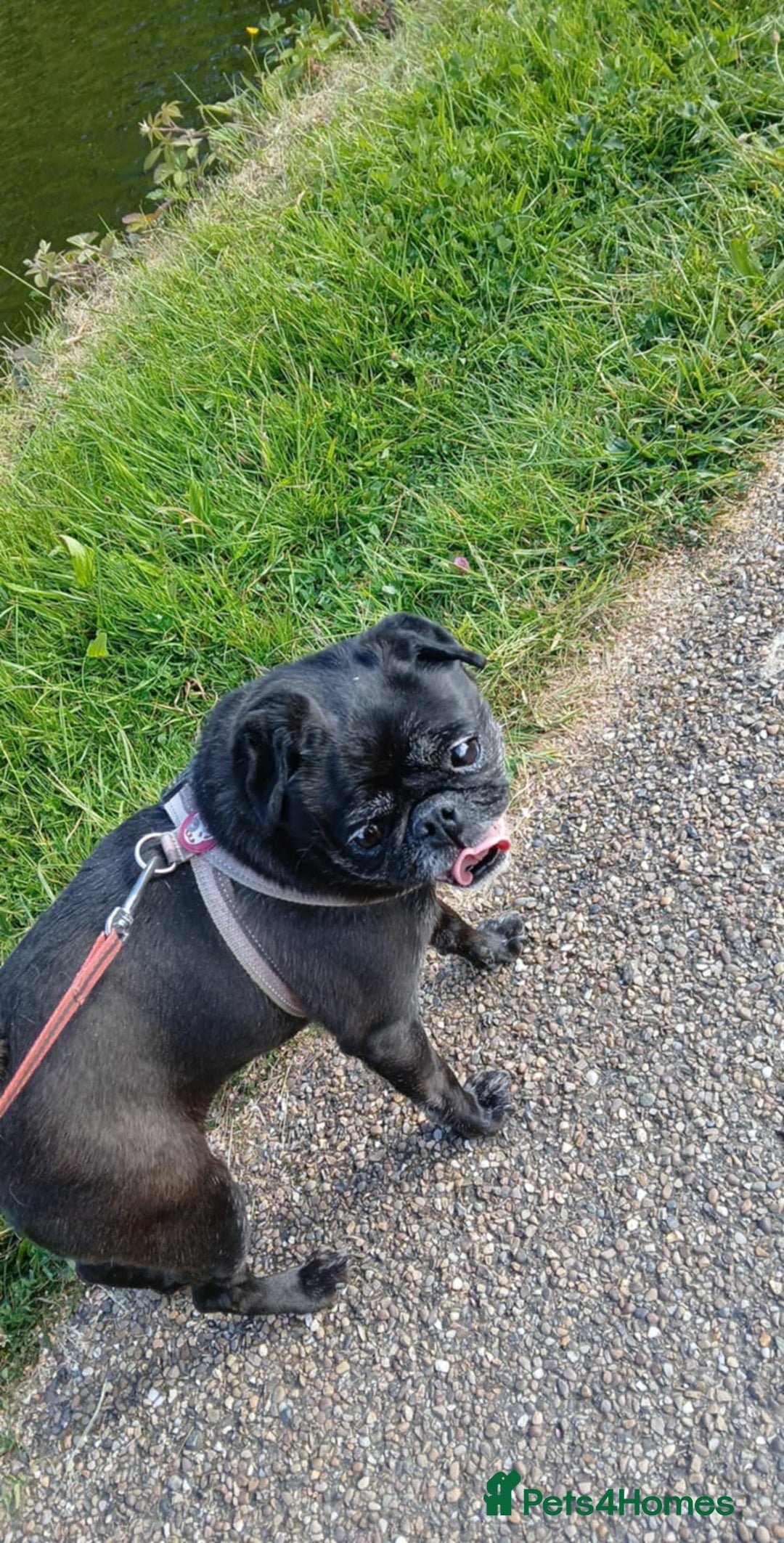 Pug dogs for sale: Lassie 9 year old pug - Image 5