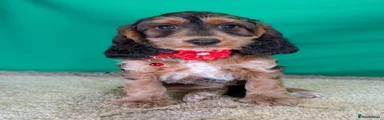 Red collar girl ID 0736