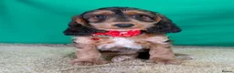 Cockapoo dogs for sale: Gorgeous F1 Cockapoo Puppies  - Advert 15