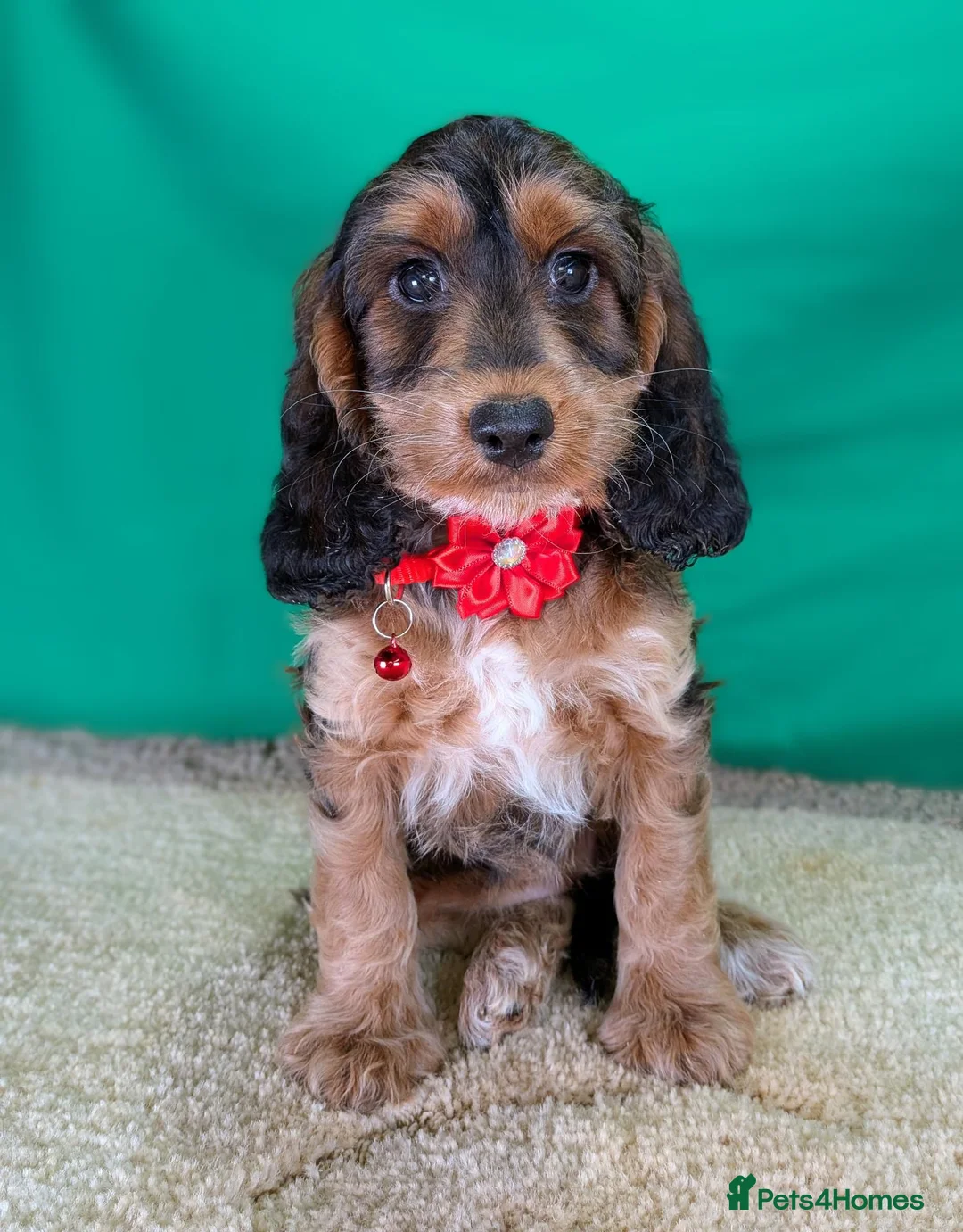 Cockapoo dogs for sale: Gorgeous F1 Cockapoo Puppies  - Advert 15