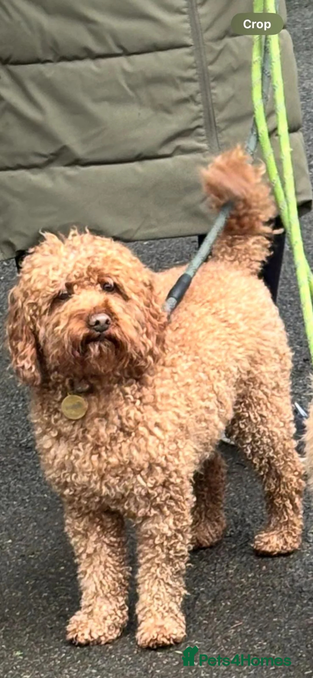 Cavapoo dogs for sale: F1b red Cavapoos puppies  - Advert 8