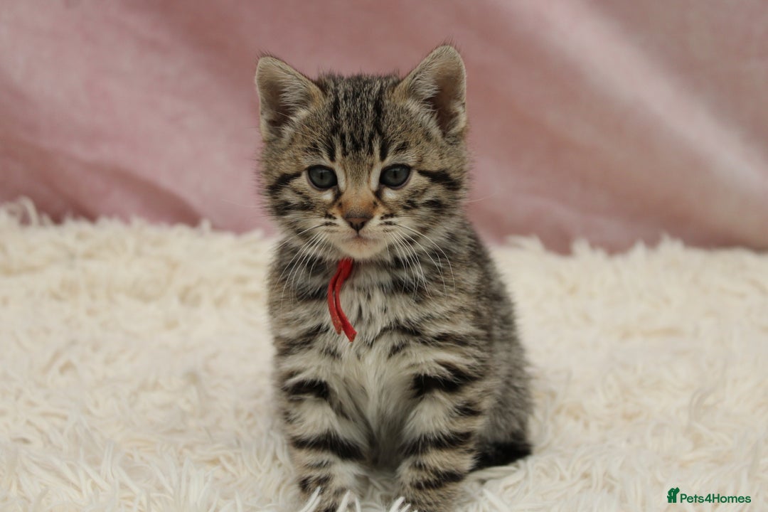 Bengal cats for sale: 🔥Stunning Bengals for reservation only 2 left🔥 - Advert 31