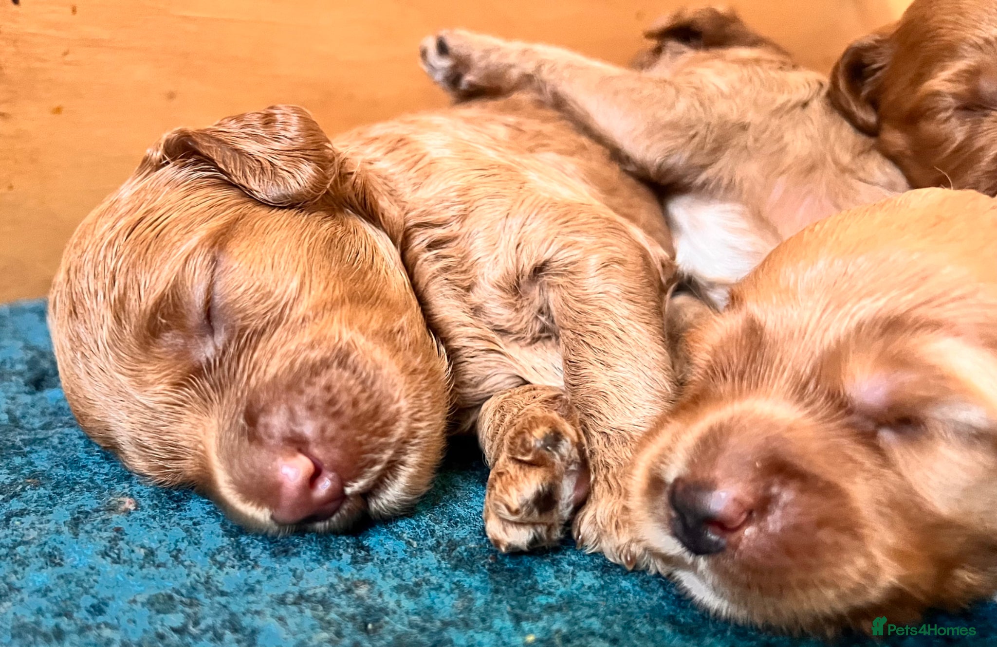 Australian Labradoodle dogs Tiny Tails,Big♥️Australian labradoodle - Advert 1