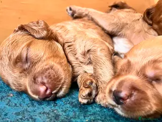 Australian Labradoodle dogs Tiny Tails,Big♥️Australian labradoodle - Advert 1