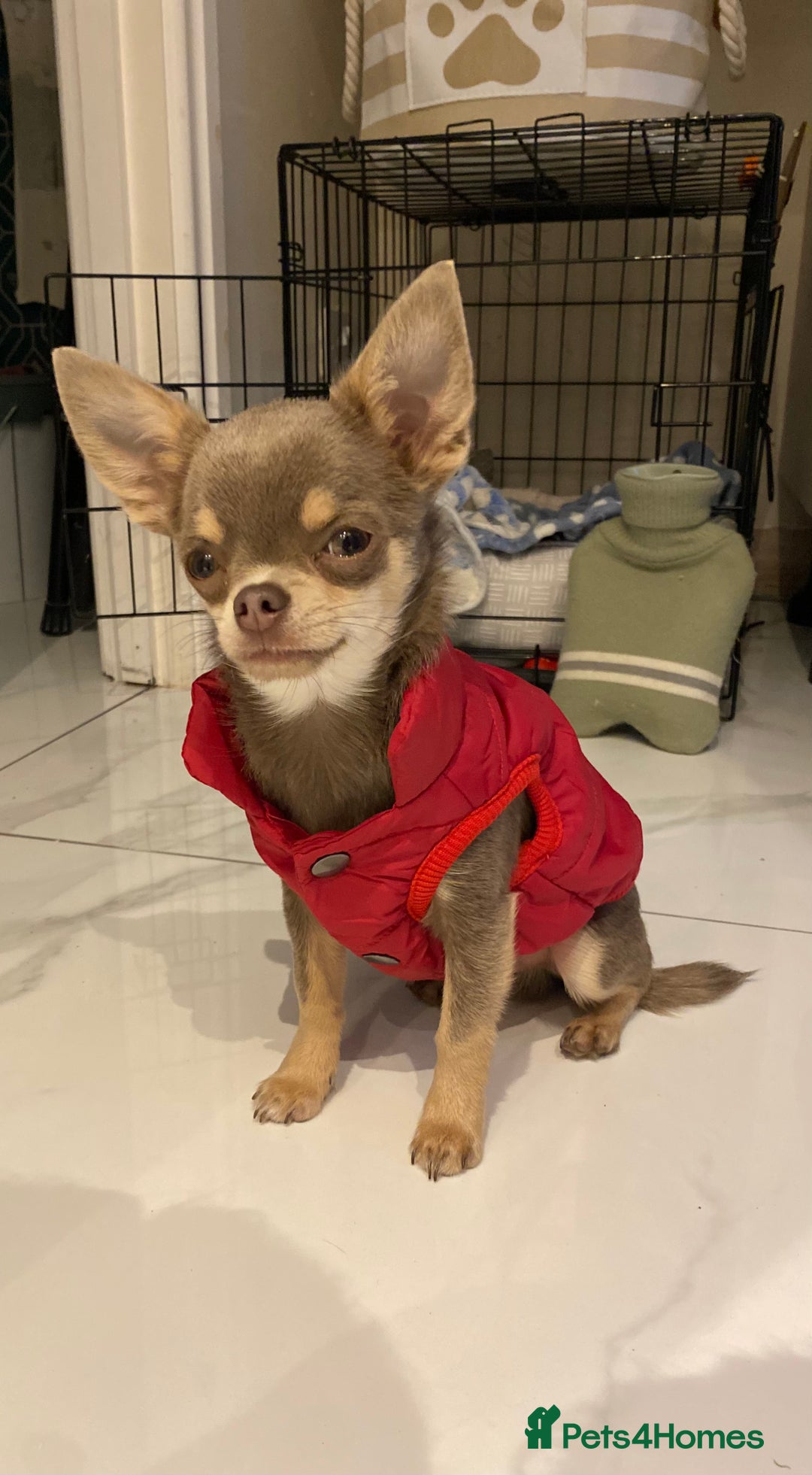 Chihuahua dogs for stud: Tiny Lilac Boy  - Advert 2