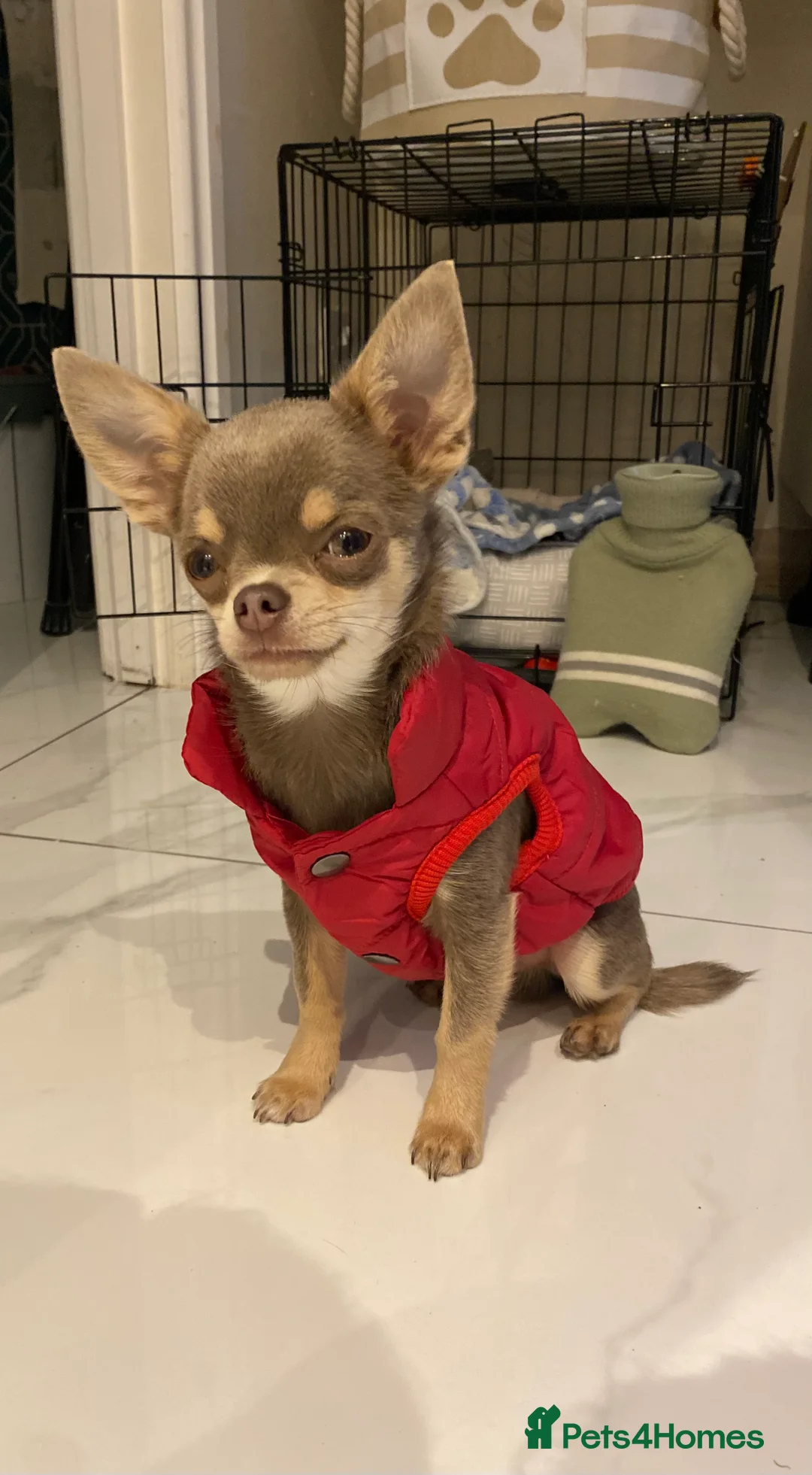 Chihuahua dogs for stud: Tiny Lilac Boy  - Advert 2