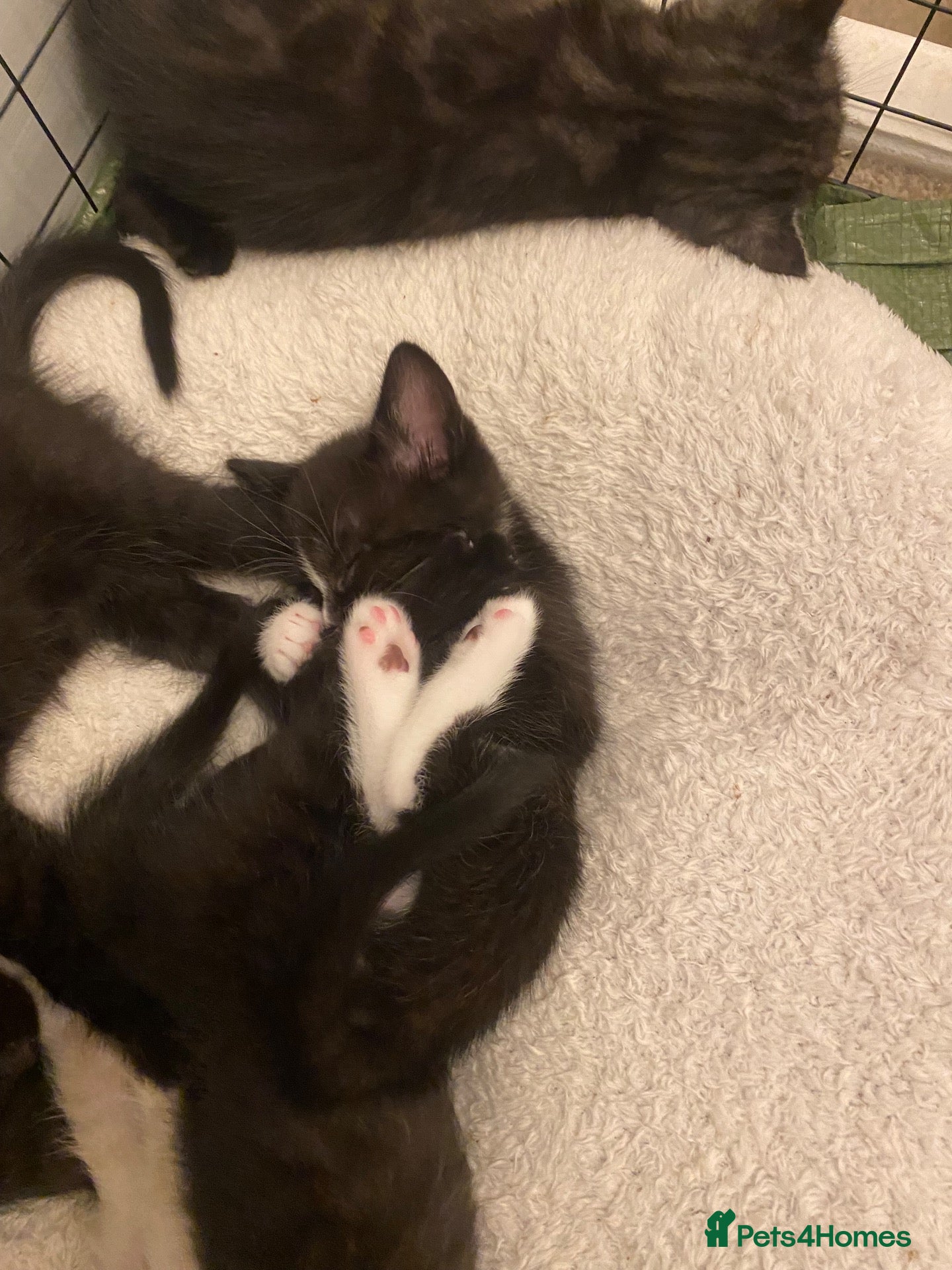 Mixed Breed cats Gorgeous kittens needing loving homes - Advert 7