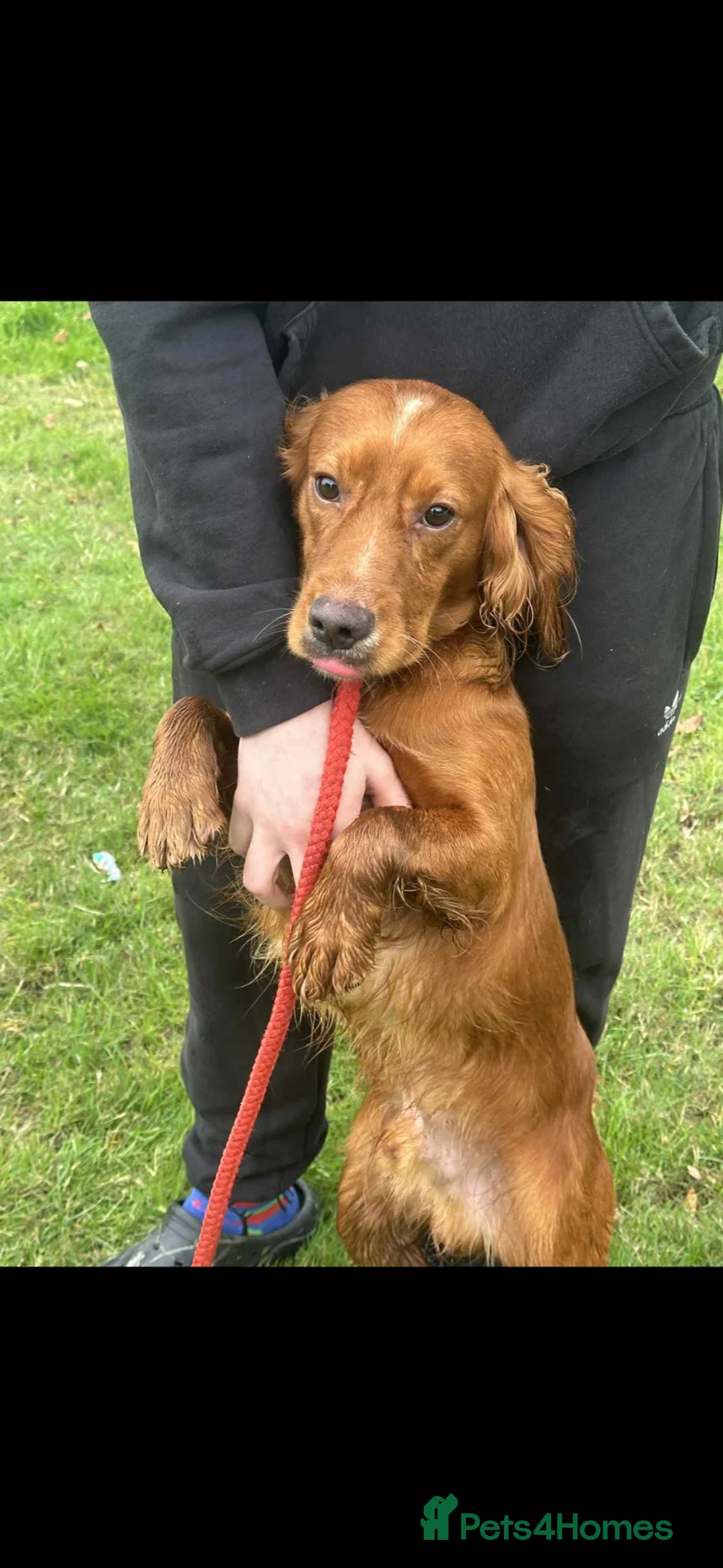 Cocker Spaniel dogs for sale: Working cocker spaniels  - Advert 2