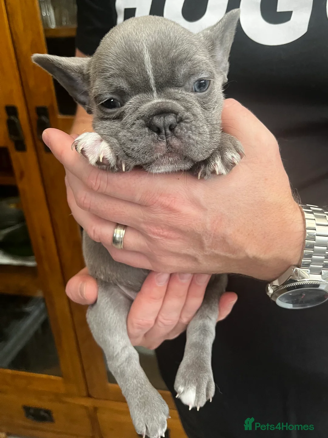 French Bulldog dogs for sale: Gorgeous KC Reg Blue and Lilac Frenchies Babies - Advert 13
