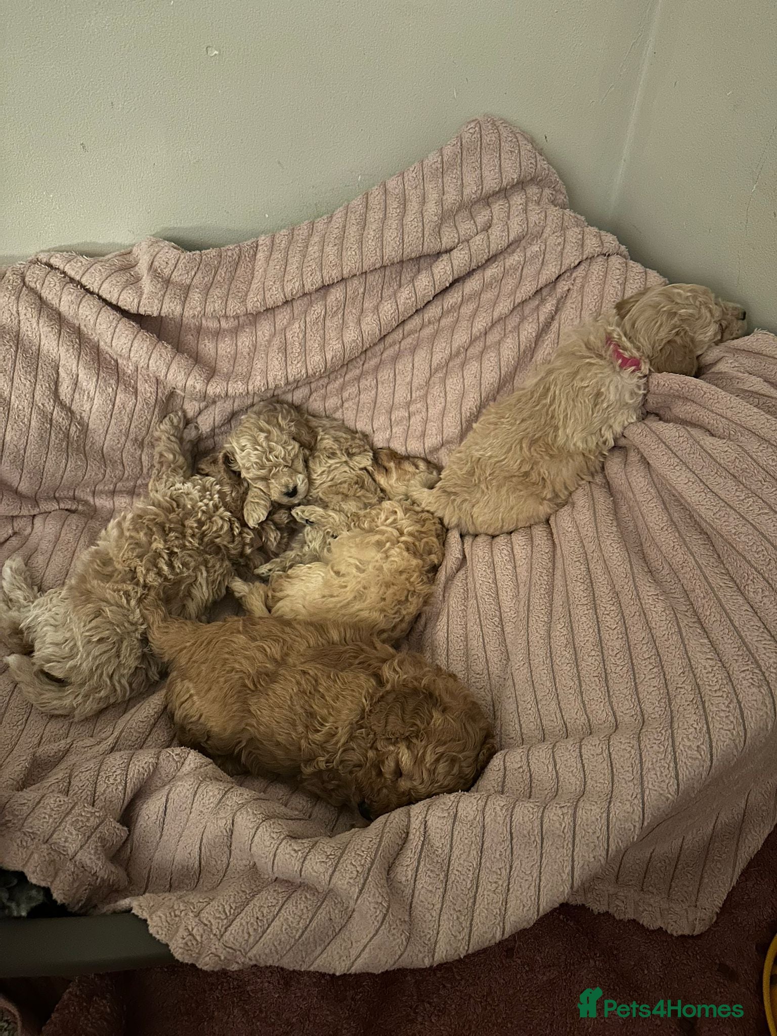 Toy Poodle dogs Beautiful Toy Poodles - 3 Boys and 2 Girls - Advert 1