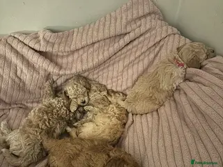 Toy Poodle dogs Beautiful Toy Poodles - 3 Boys and 2 Girls - Advert 1