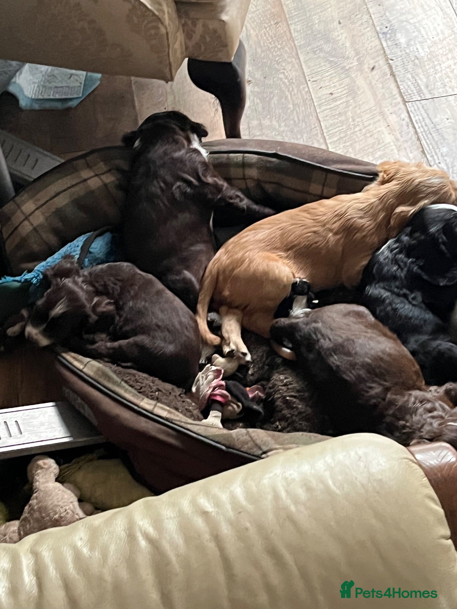 Cocker Spaniel dogs Cocker spaniel puppies for sale  - Advert 12