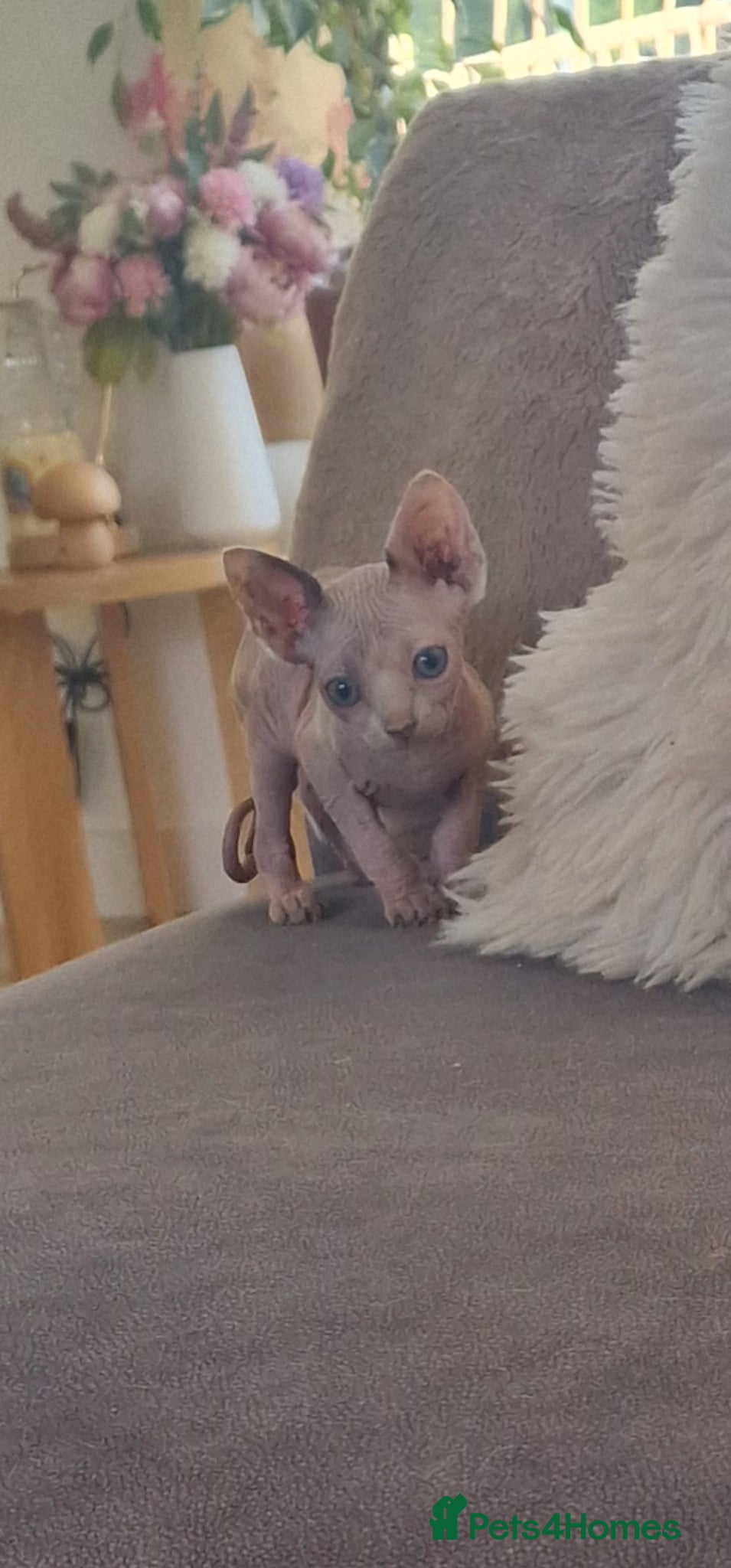 Sphynx cats Reduced! Last little sphynx girl - Advert 1