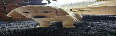Golden Retriever Puppy 1