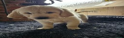 Golden Retriever dogs for sale: Golden Retriever puppy's  Ready to leave now  - Advert 8