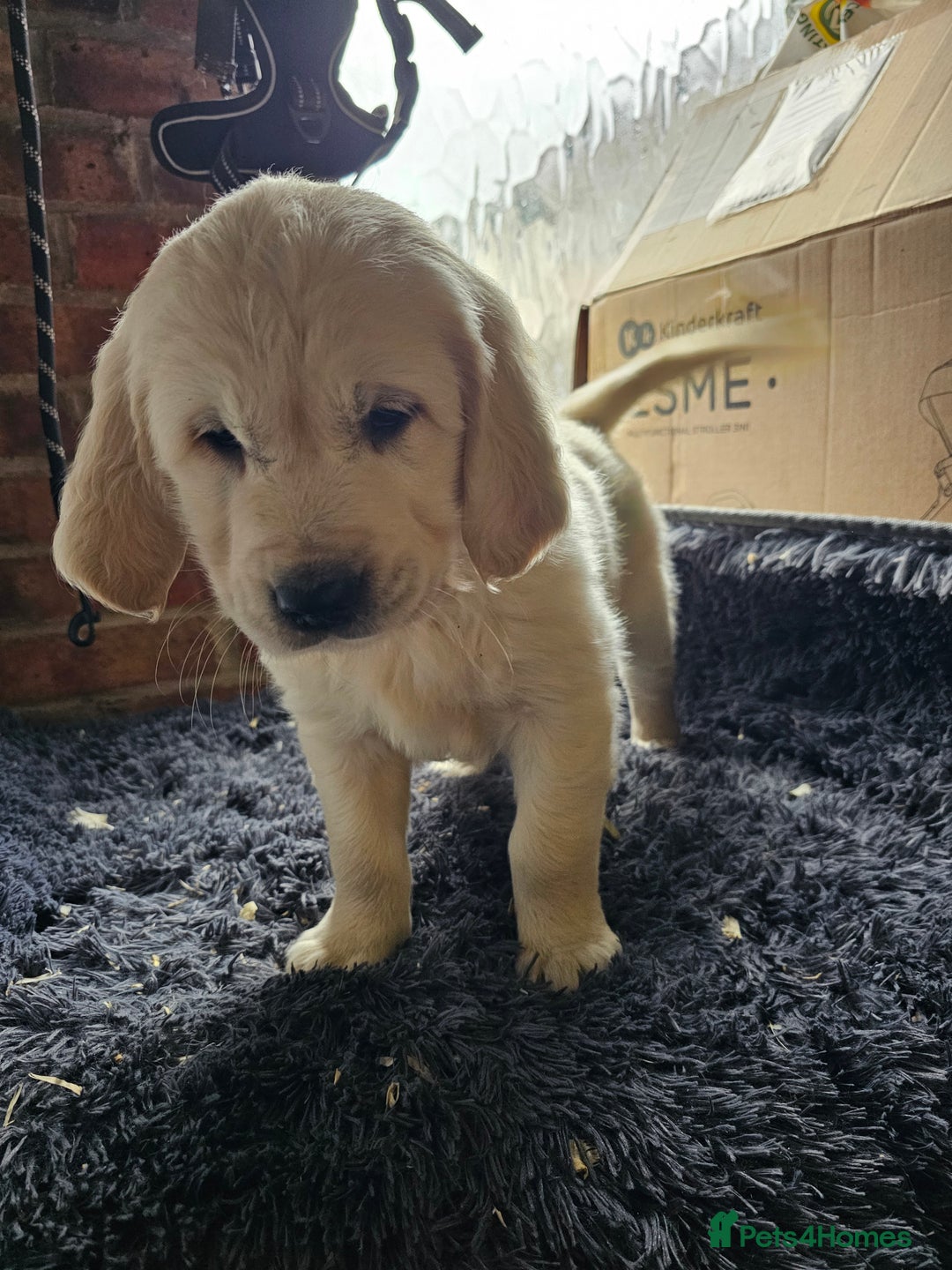 Golden Retriever dogs for sale: Golden Retriever puppy's  Ready to leave now  - Advert 8