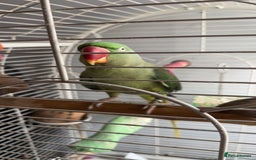 Parrots birds for sale: Amazonian parrot - Image 1