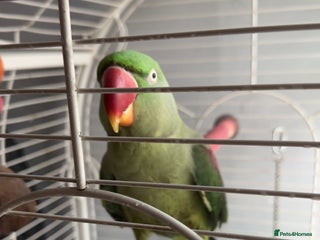 Parrots birds for sale - Advert 1