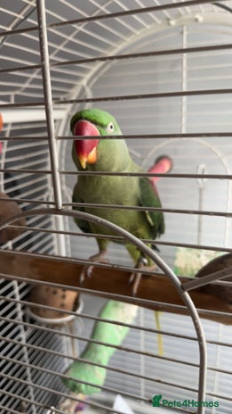 Parrots birds - Advert 1