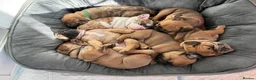French Bulldog dogs for sale: Unique French Bulldog x Boston (Frenchton) Puppies in Leigh - Advert 2
