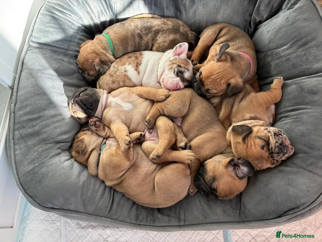 French Bulldog dogs for sale: Unique French Bulldog x Boston (Frenchton) Puppies in Leigh - Advert 2